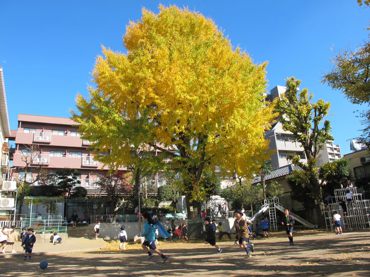 アゼイリア幼稚園