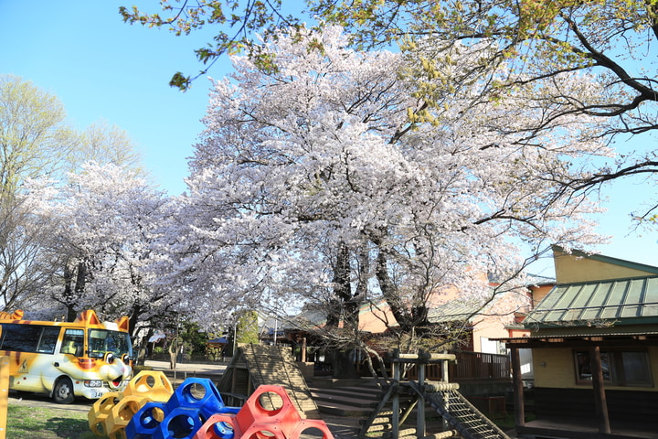 ポケット幼稚園